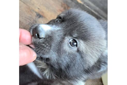 販売中の千葉県のミックス犬-381228の18枚目