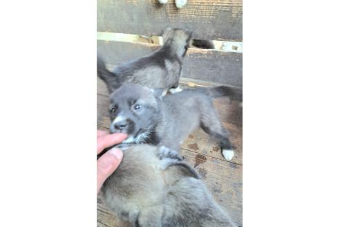 販売中の千葉県のミックス犬-381228の17枚目