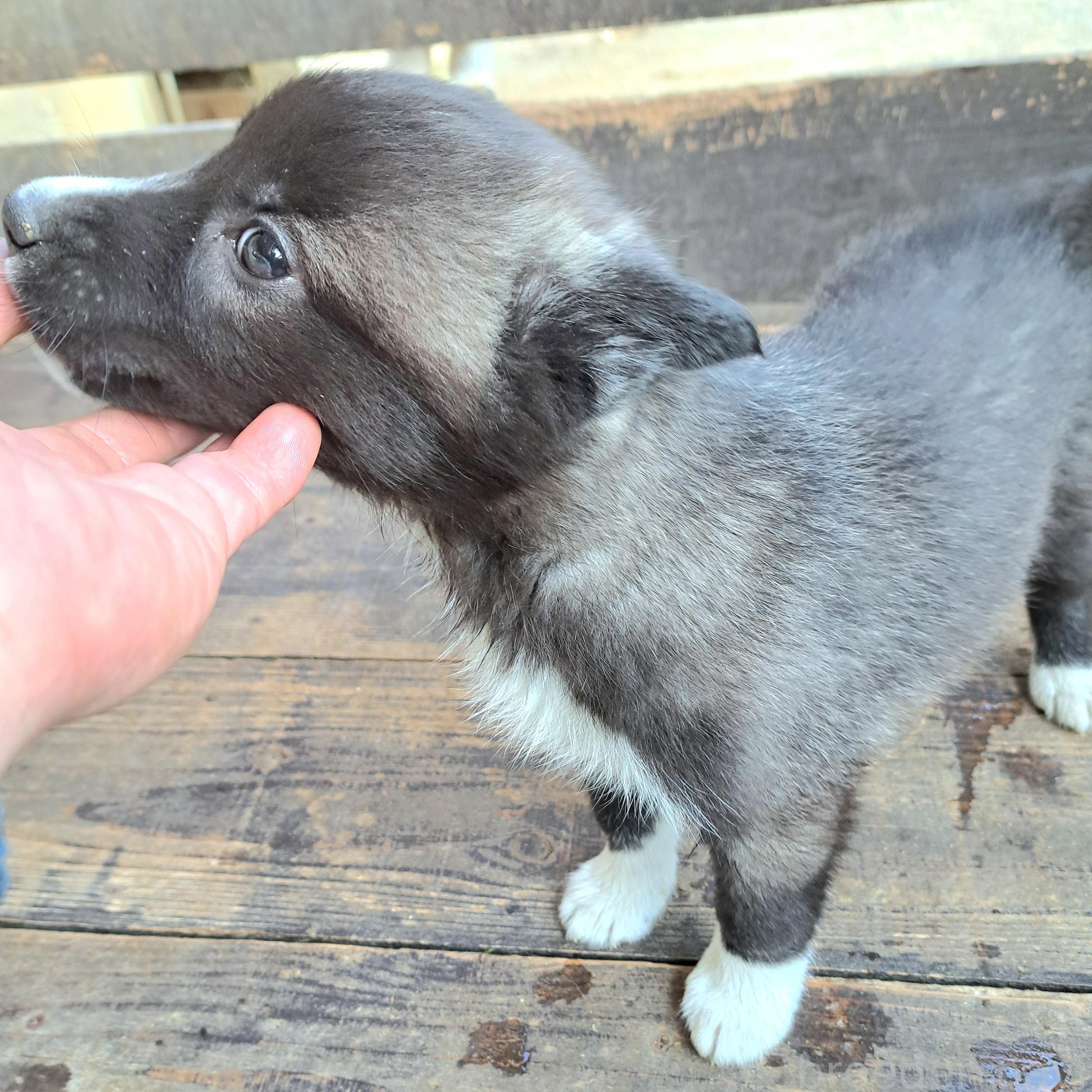 販売中の千葉県のミックス犬-381228の16枚目