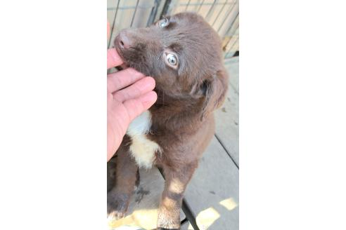 成約済の千葉県のミックス犬-381229の7枚目