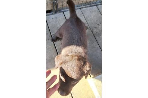 成約済の千葉県のミックス犬-381229の5枚目