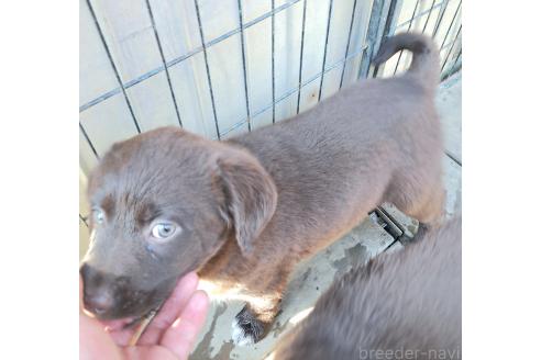 成約済の千葉県のミックス犬-381229の4枚目