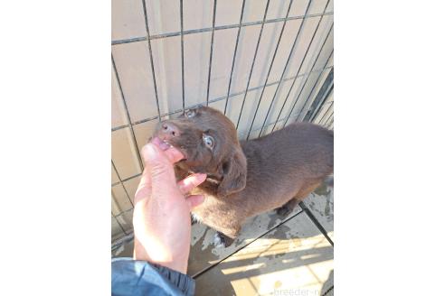 成約済の千葉県のミックス犬-381229の3枚目