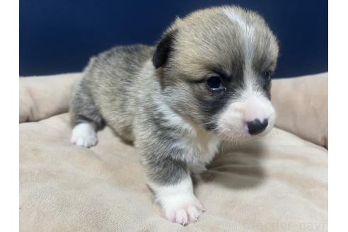 商談中の埼玉県のウェルシュコーギーペンブローク-379776の3枚目