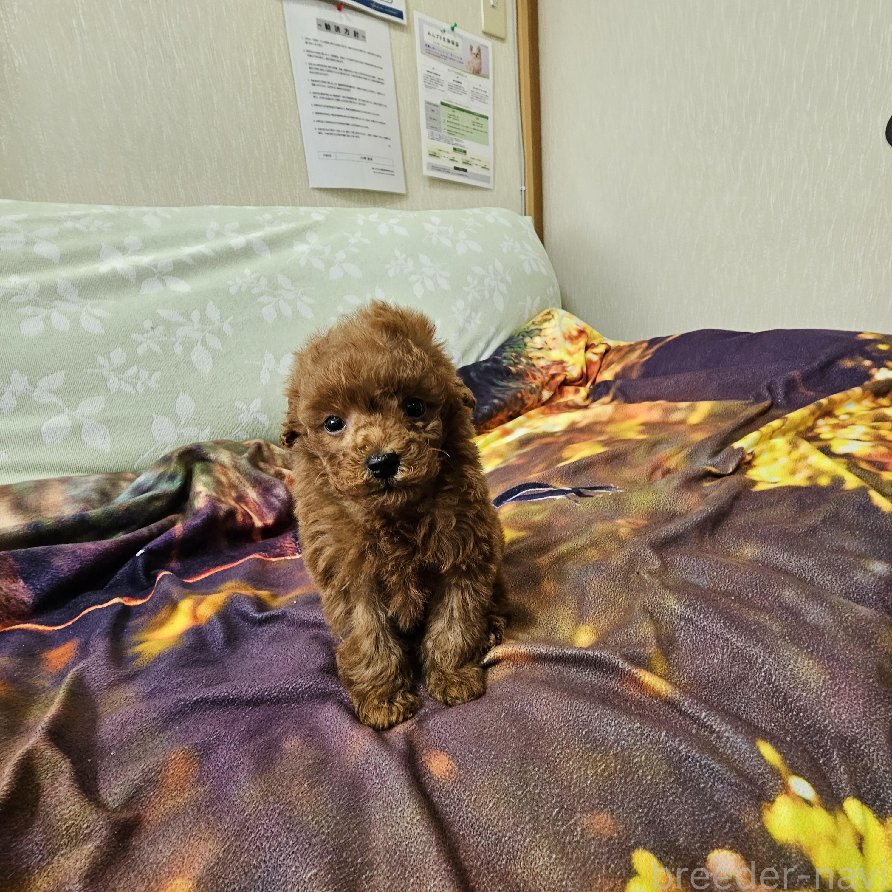 成約済の埼玉県のティーカッププードル-381078の3枚目