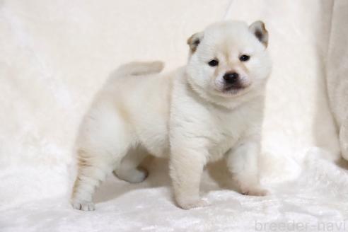 成約済の滋賀県の柴犬-380700の4枚目