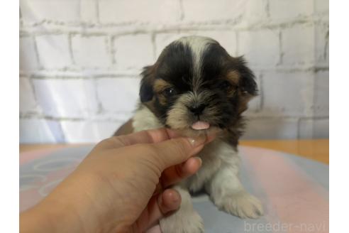 子犬