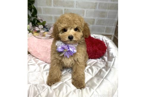 成約済の愛知県のトイプードル-371168の2枚目