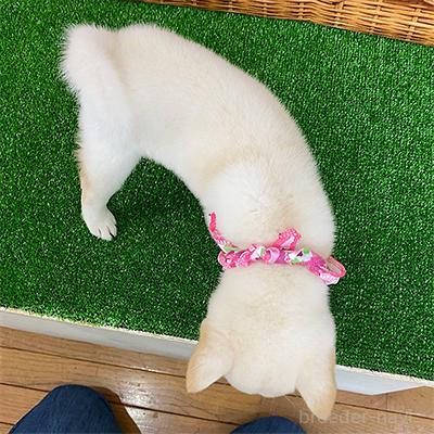成約済の神奈川県の豆柴-381324の2枚目