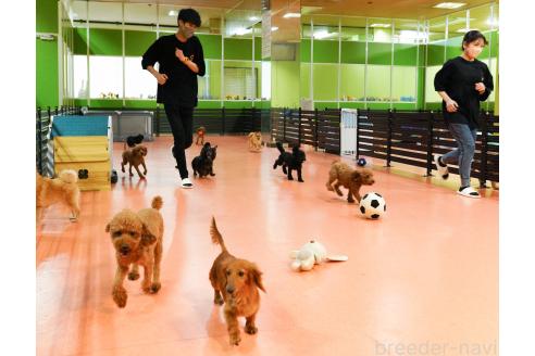 成約済の神奈川県のチワックス:チワワ×ミニチュアダックスフンド-373773の2枚目