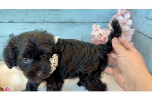 成約済の埼玉県のミックス犬-381351の6枚目