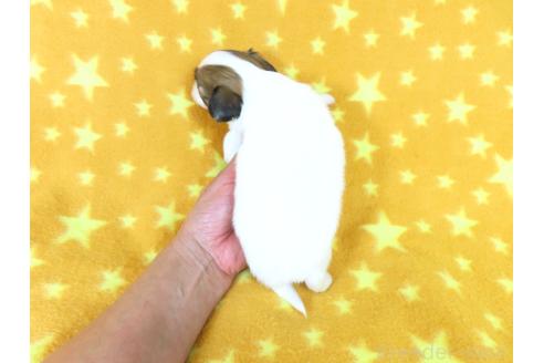 成約済の千葉県のパピヨン-381359の11枚目