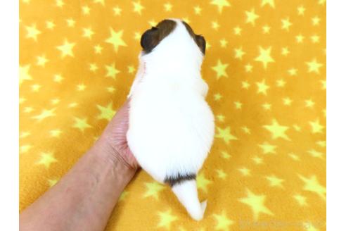 成約済の千葉県のパピヨン-381360の5枚目