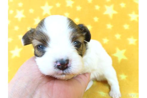 成約済の千葉県のパピヨン-381360の3枚目