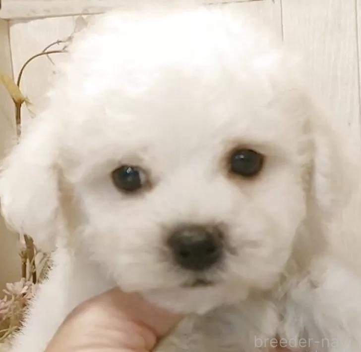 成約済の愛知県のビションフリーゼ-378854