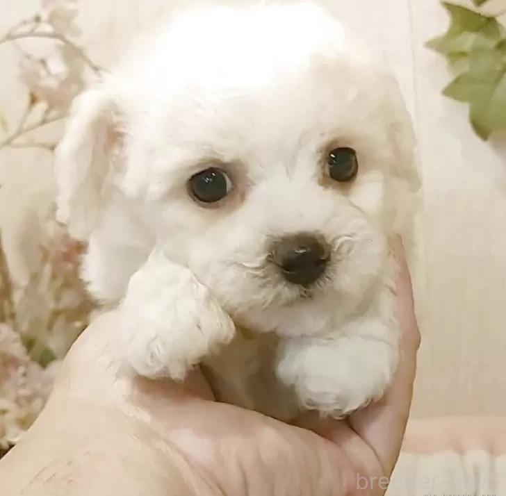 成約済の愛知県のビションフリーゼ-379234の1枚目