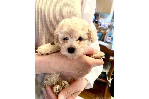 販売中の静岡県のタイニープードル-380175の26枚目