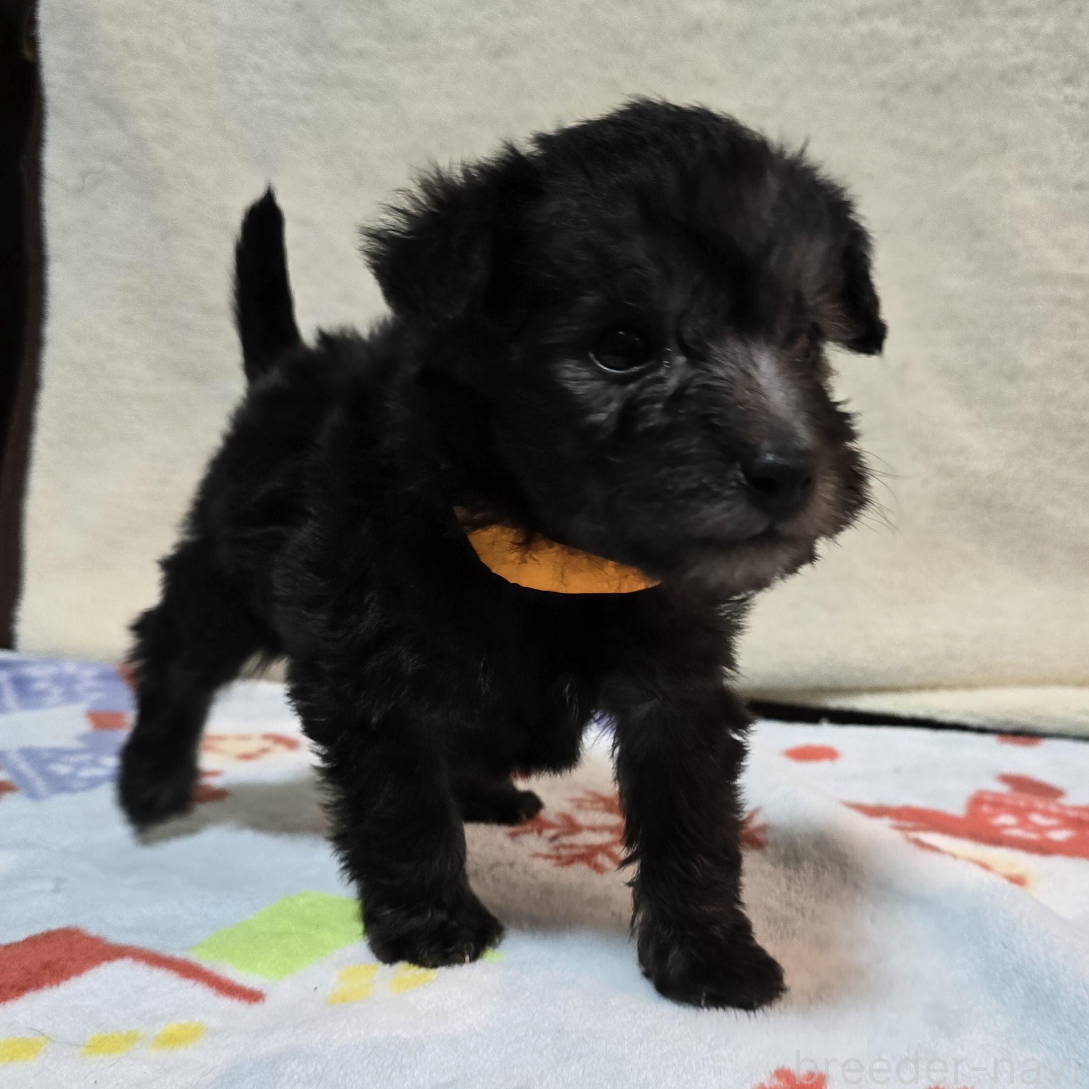 成約済の岡山県のミックス犬-378319の23枚目