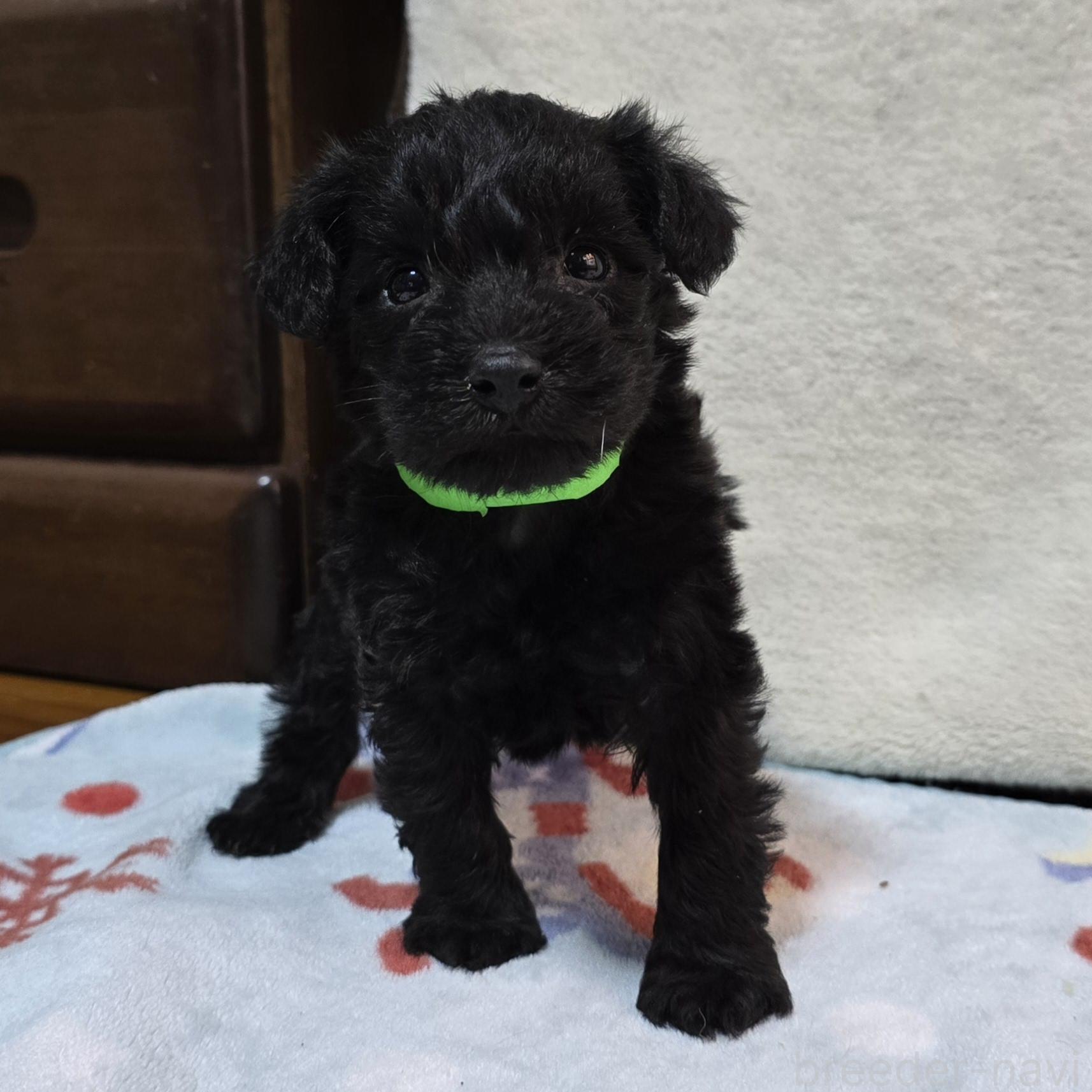 成約済の岡山県のミックス犬-378317の5枚目