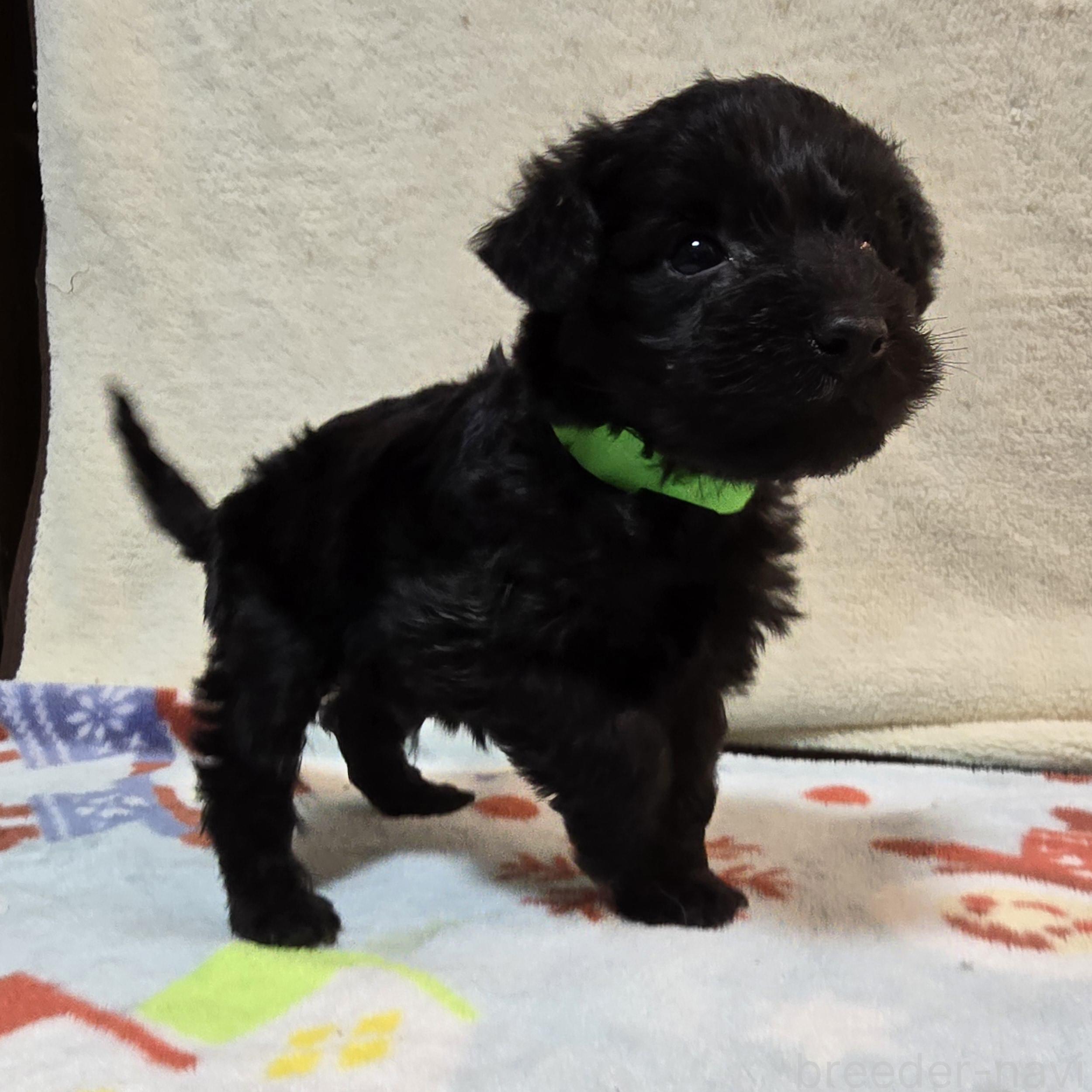 成約済の岡山県のミックス犬-378317の4枚目
