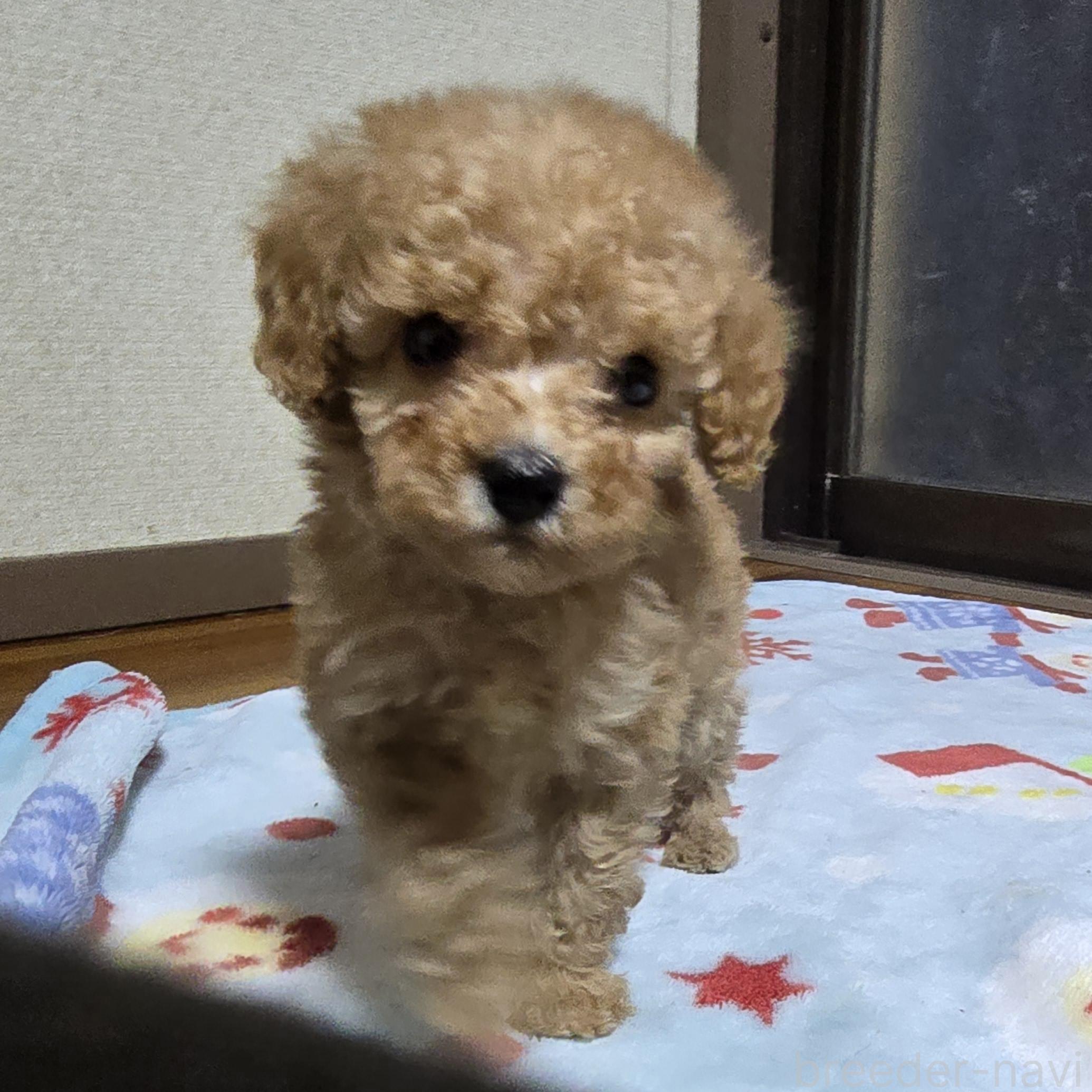 成約済の岡山県のトイプードル-374981の1枚目