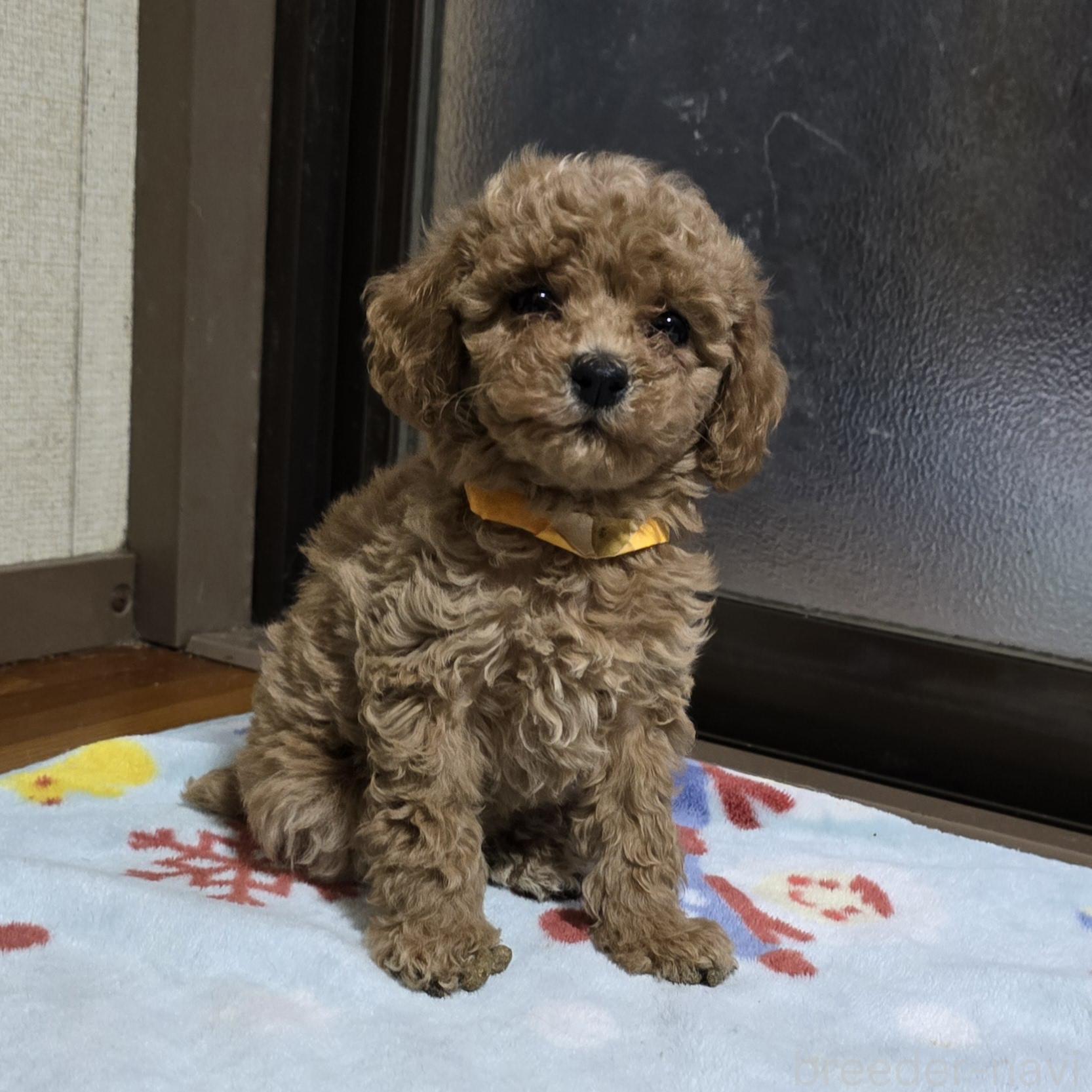 成約済の岡山県のトイプードル-374978の5枚目