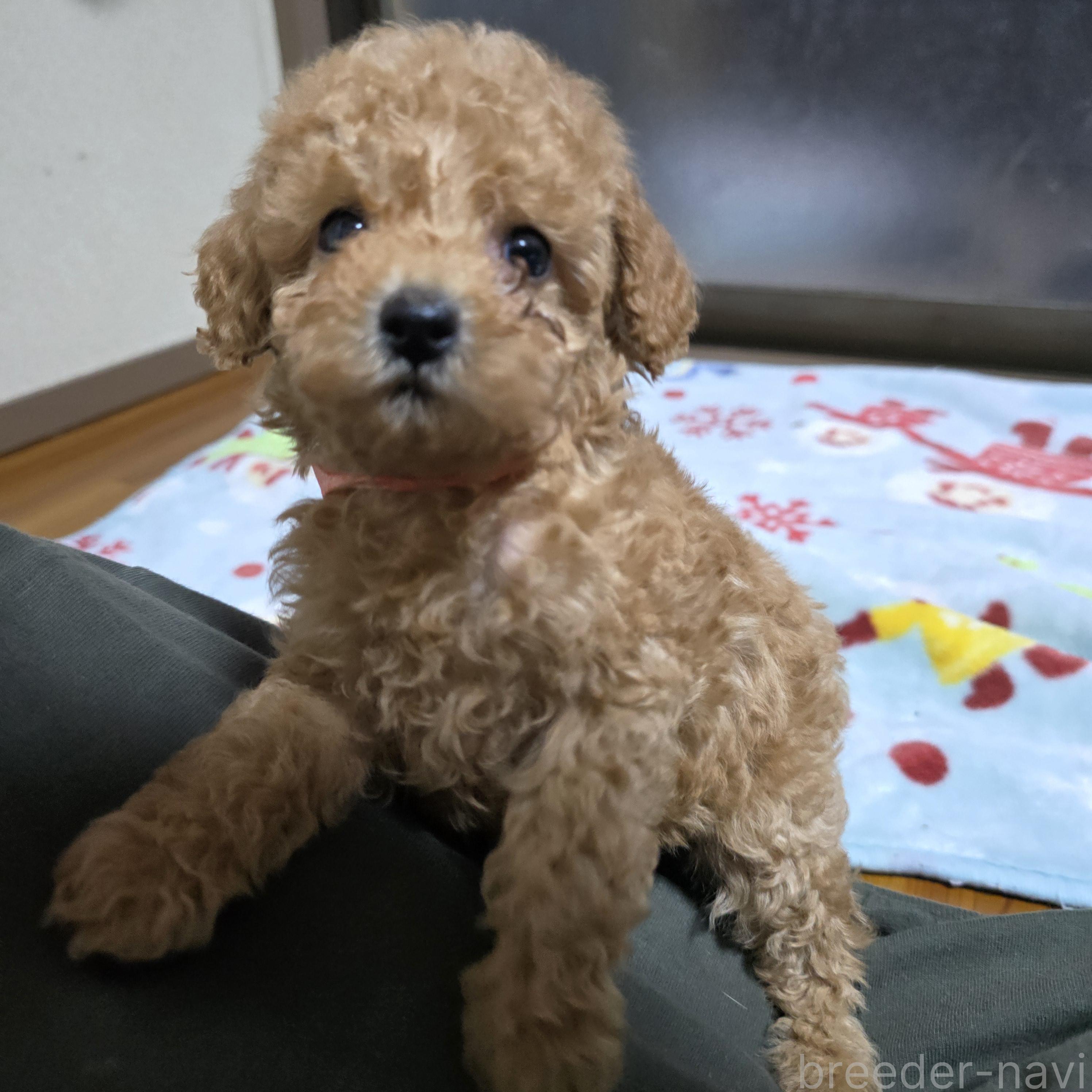 成約済の岡山県のトイプードル-374977の15枚目