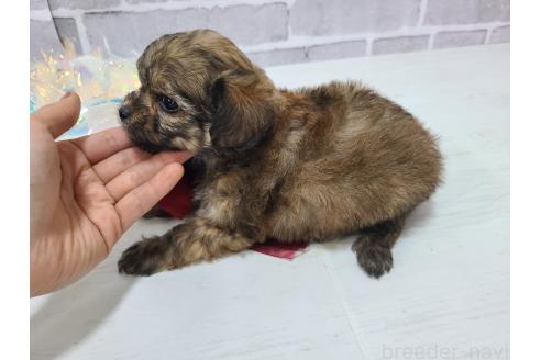 販売中の東京都のチワプー:チワワ×トイプードル-381393の16枚目