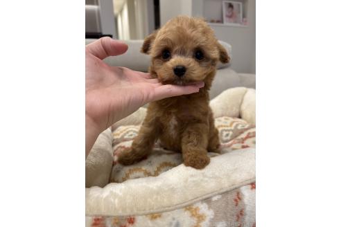 成約済の愛知県のマルプー:マルチーズ×トイプードル-379958の2枚目