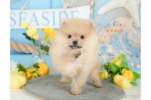 成約済の埼玉県のポメラニアン-381525の8枚目