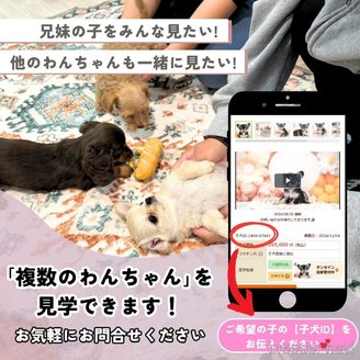 販売中の埼玉県のトイプードル-381506の10枚目