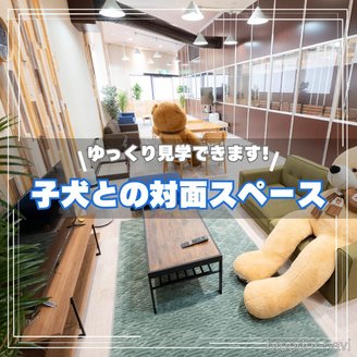 販売中の埼玉県のトイプードル-381506の13枚目