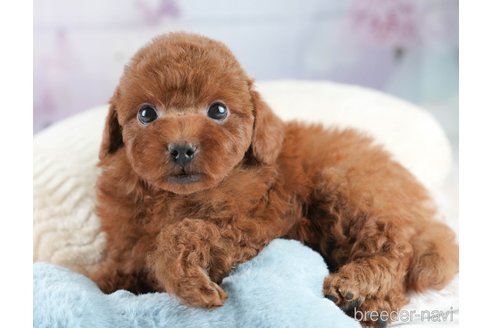 販売中の埼玉県のトイプードル-381483の9枚目