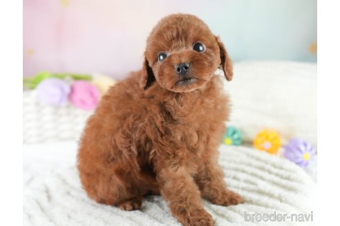 販売中の埼玉県のトイプードル-381483の6枚目