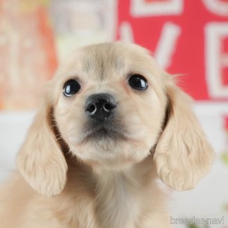 販売中の茨城県のミニチュアダックスフンド(ロングヘアード)-382081の5枚目