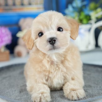 成約済の茨城県のマルプー:マルチーズ×トイプードル-382084の8枚目