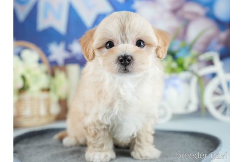 成約済の茨城県のマルプー:マルチーズ×トイプードル-382093の7枚目