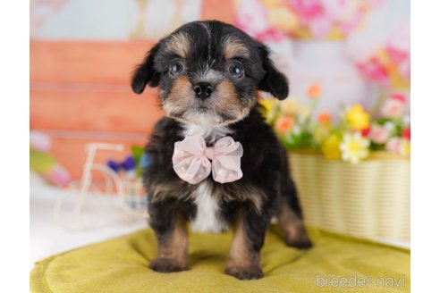 成約済の東京都のミックス犬-381644の6枚目