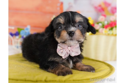 成約済の東京都のミックス犬-381644の7枚目