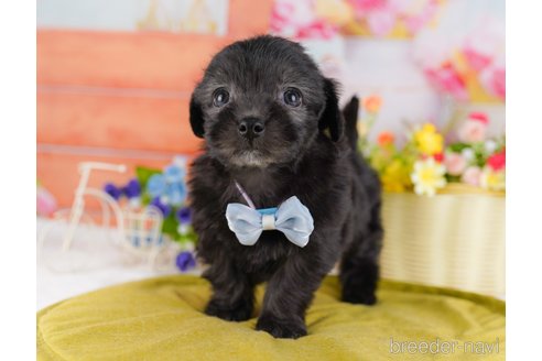 成約済の東京都のミックス犬-381643の7枚目