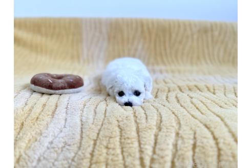 成約済の京都府のビションフリーゼ-381269の3枚目