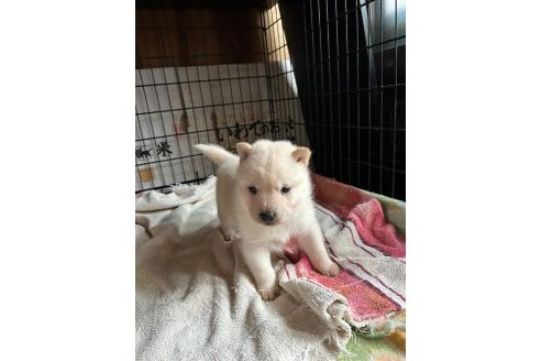 成約済の北海道の北海道犬-381422の2枚目