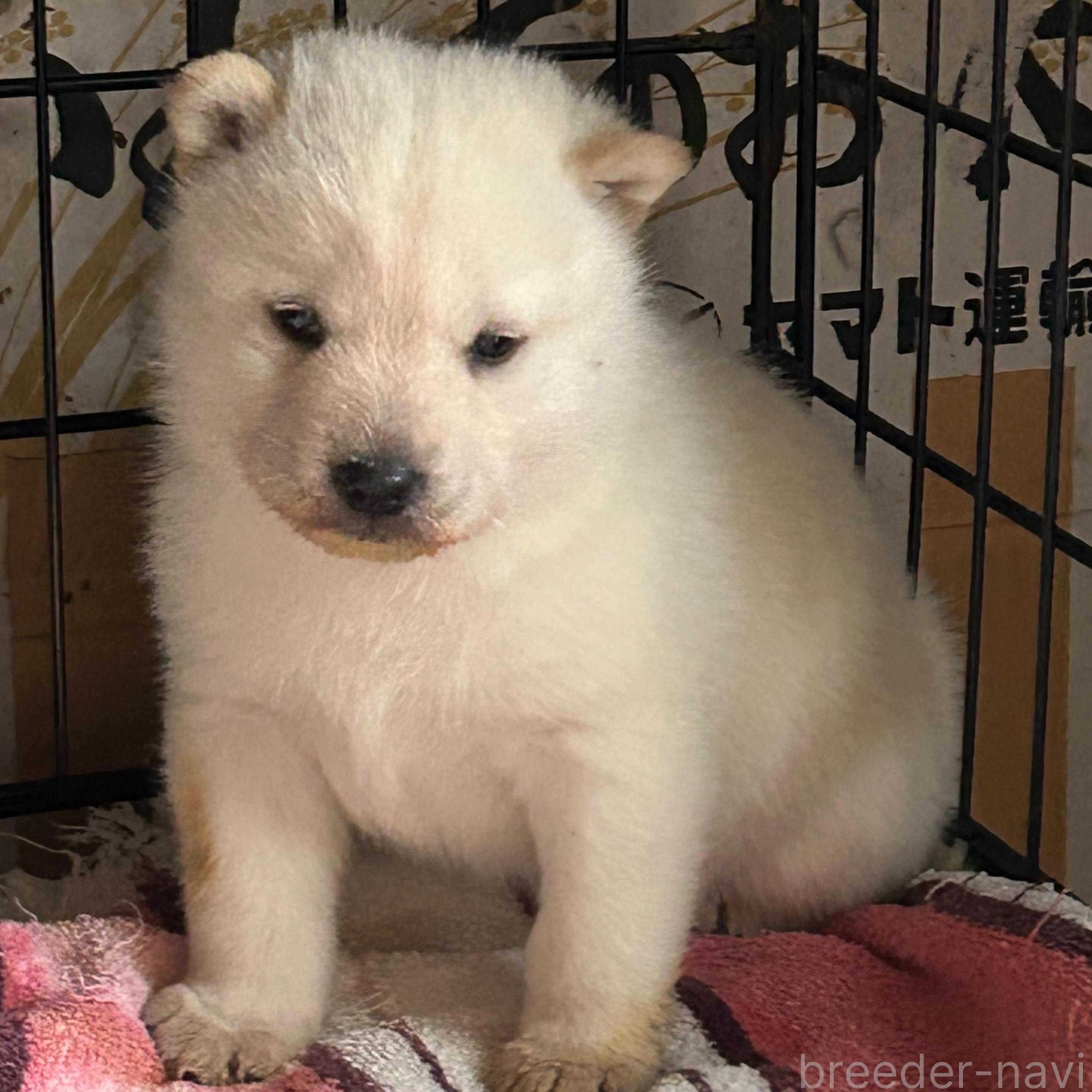 成約済の北海道の北海道犬-381422の1枚目