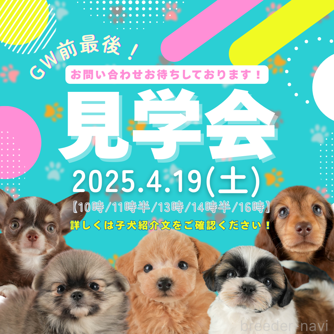 成約済の静岡県のトイプードル-362695の3枚目