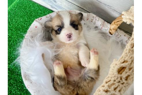 商談中の茨城県のウェルシュコーギーペンブローク-381440の2枚目