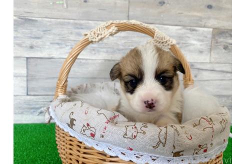 子犬