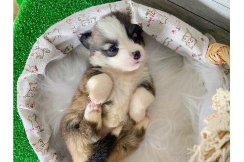 商談中の茨城県のウェルシュコーギーペンブローク-381447の3枚目