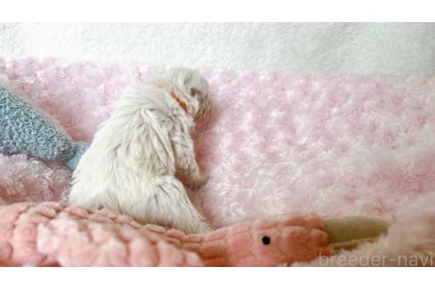 販売中の北海道のミニチュアシュナウザー-377065の3枚目
