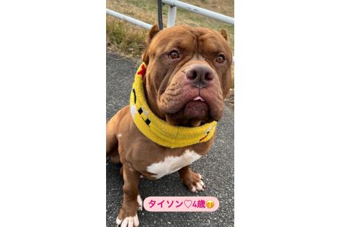 タイソンくん1枚目