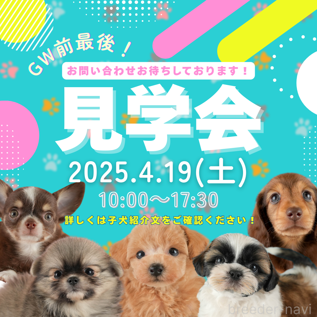 成約済の埼玉県のトイプードル-381502の3枚目